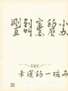 刚到家的小狗一直叫怎么办