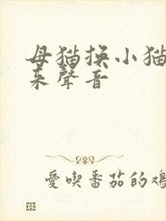 母猫换小猫崽出来声音