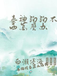 泰迪狗狗不吃东西怎么办