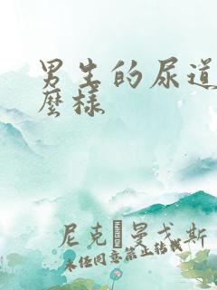 男生的尿道长什么样