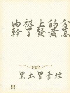 内裤上的分泌物干了发黄怎么回事