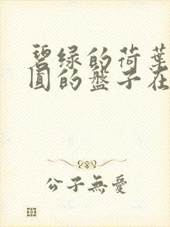 碧绿的荷叶像圆圆的盘子在