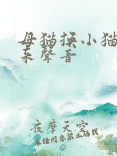 母猫换小猫仔出来声音