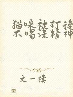 猫咪被打后不吃不喝没精神只趴着怎么办