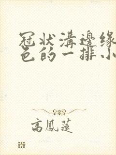 冠状沟边缘长肉色的一排小疙瘩