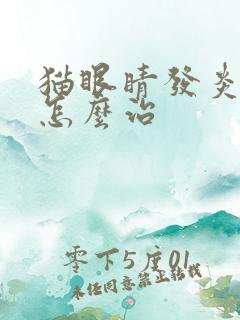 猫眼睛发炎流脓怎么治