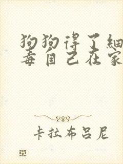 狗狗得了细小病毒自己在家怎么治疗