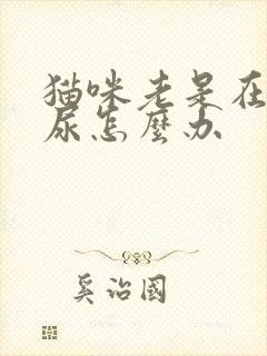 猫咪老是在床上尿怎么办