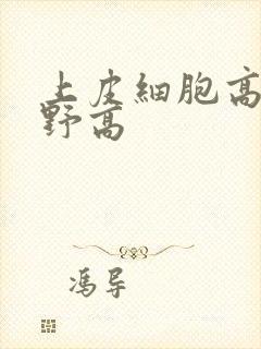 上皮细胞高倍视野高