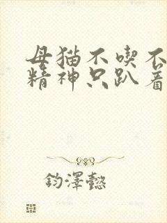 母猫不吃不喝没精神只趴着