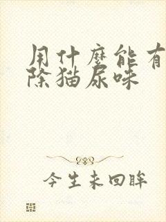 用什么能有效去除猫尿味