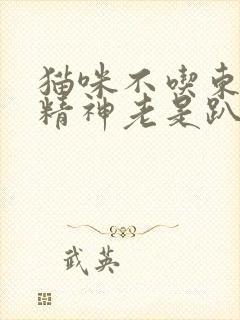 猫咪不吃东西没精神老是趴着