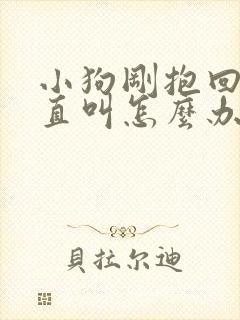 小狗刚抱回来一直叫怎么办