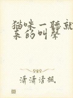 猫咪一听就会过来的叫声