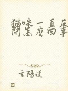 猫咪一直反复尿闭怎么回事