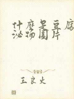 什么是豆腐渣分泌物图片