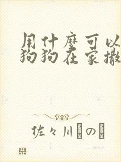 用什么可以去除狗狗在家撒的尿味