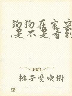 狗狗在家突然叫,是不是看到什么了