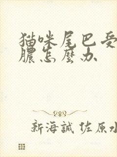 猫咪尾巴受伤化脓怎么办