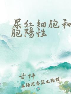 尿红细胞和白细胞阳性