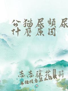 公猫尿频尿少是什么原因