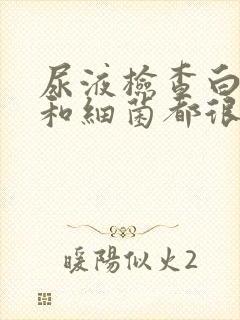 尿液检查白细胞和细菌都很高怎么回事