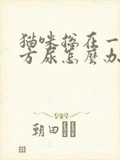 猫咪总在一个地方尿怎么办