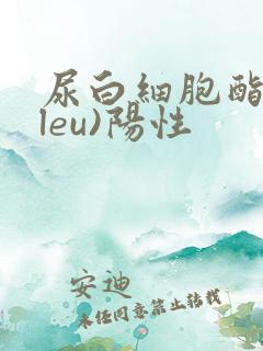 尿白细胞酯酶(leu)阳性