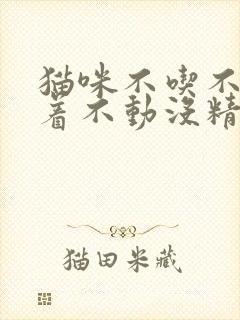 猫咪不吃不喝趴着不动没精神