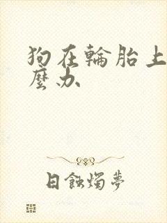 狗在轮胎上尿怎么办