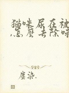 猫咪尿在被子上,怎么去除味道