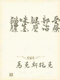 猫咪腿部受伤化脓怎么治疗