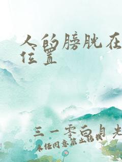 人的膀胱在什么位置