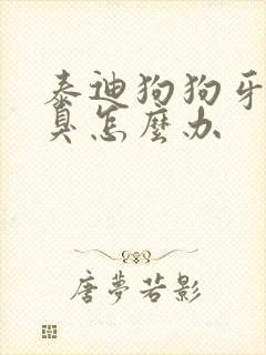 泰迪狗狗牙黄口臭怎么办