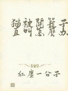 猫被关笼子里一直叫怎么办