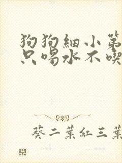 狗狗细小第六天只喝水不吃东西