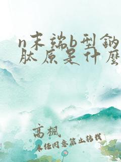 n末端b型钠尿肽原是什么意思