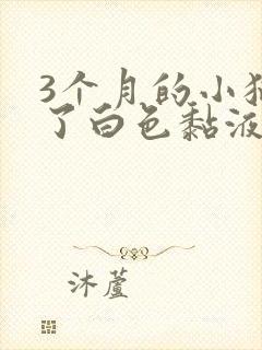 3个月的小猫吐了白色黏液或泡沫