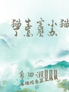 猫生完小猫发烧了怎么办