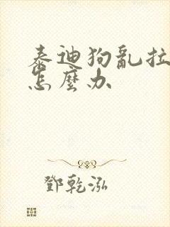 泰迪狗乱拉乱尿怎么办