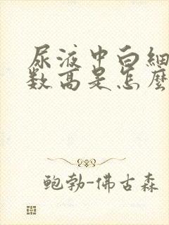 尿液中白细胞计数高是怎么回事