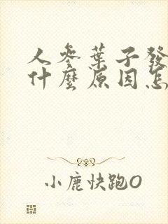 人参叶子发黄是什么原因怎么办