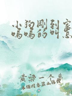 小狗刚到家一直呜呜的叫怎么办