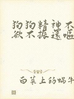 狗狗精神不好食欲不振还呕吐该怎么办