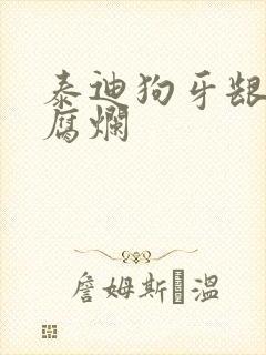 泰迪狗牙龈发炎腐烂