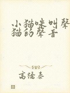 小猫咪叫声吸引猫的声音