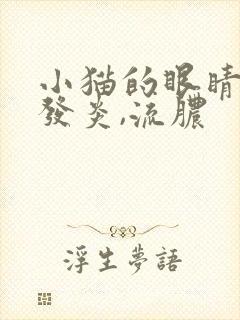 小猫的眼睛红肿发炎,流脓