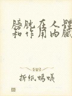 膀胱在人体位置和作用内脏图