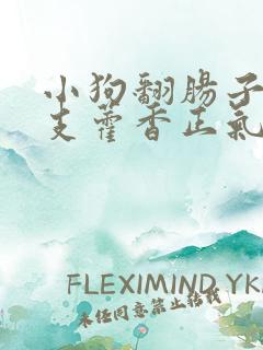 小狗翻肠子喝一支藿香正气水