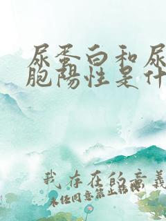 尿蛋白和尿白细胞阳性是什么意思